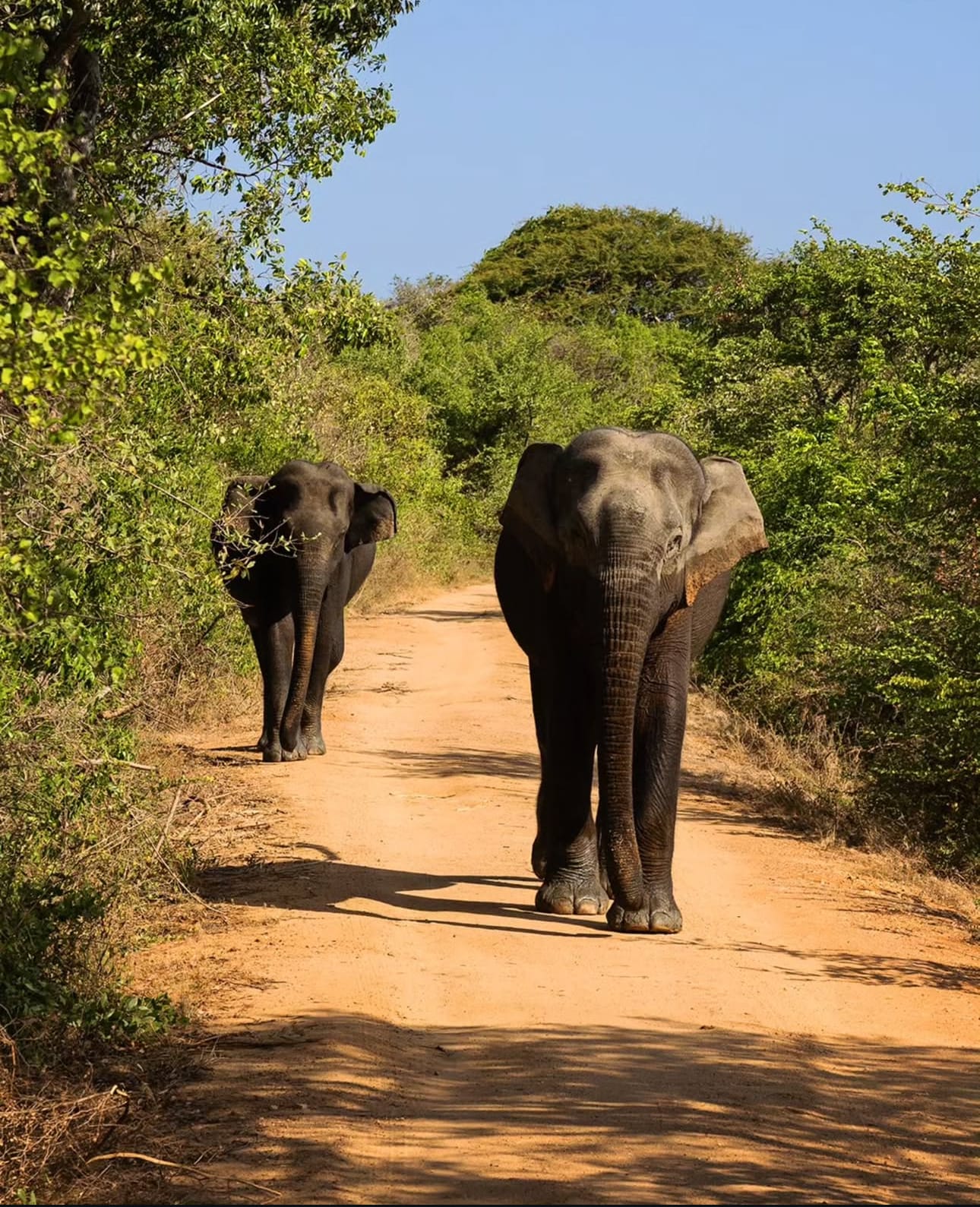 Sri Lanka Safari Showdown: Yala vs. Udawalawe – Which is Right for You?